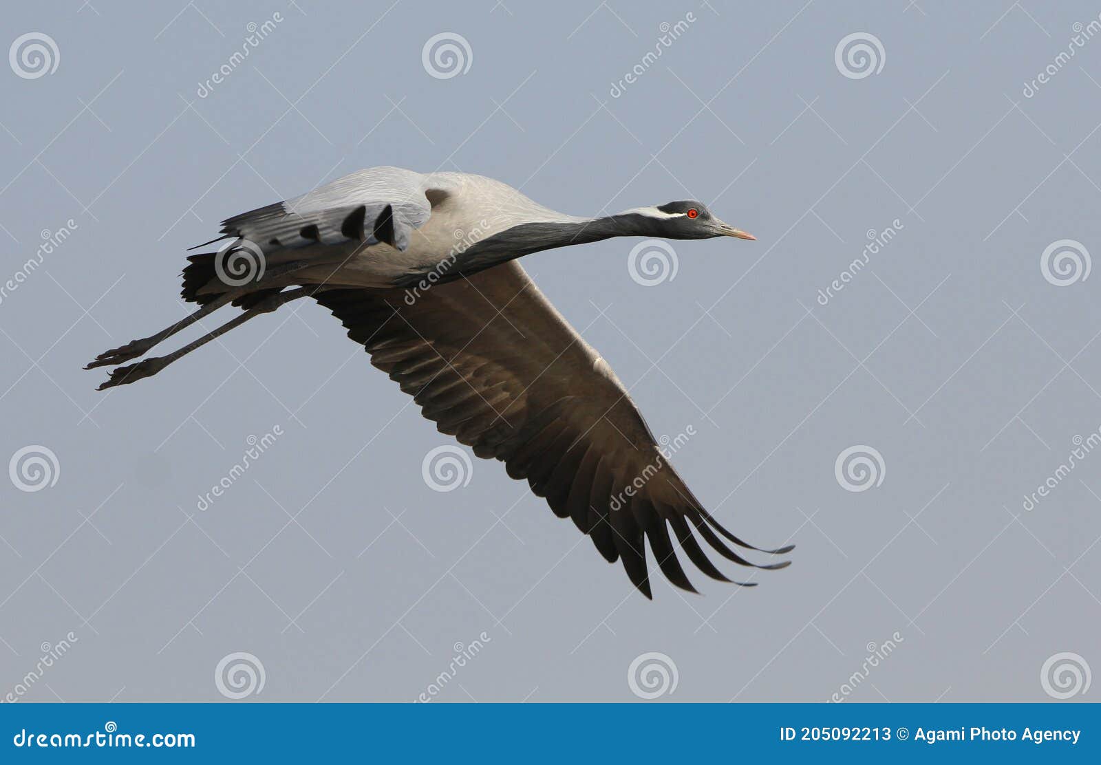 Jufferkraanvogel, Demoiselle Crane, Anthropoides Virgo Stock Image - Image  Of Bird, Crane: 205092213