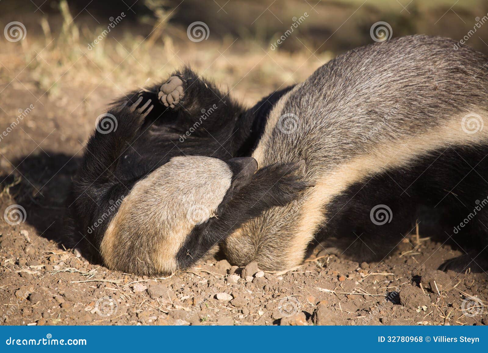 Jugar tejones de miel foto de archivo. Imagen de lucha - 32780968, image size:1600x1157