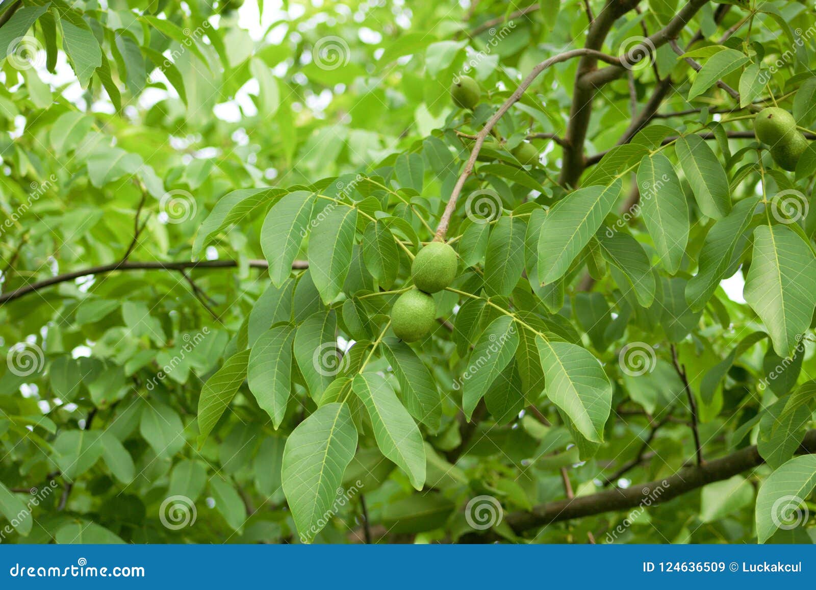 branch on walnut tree.detail of unripe fruit of walnut.