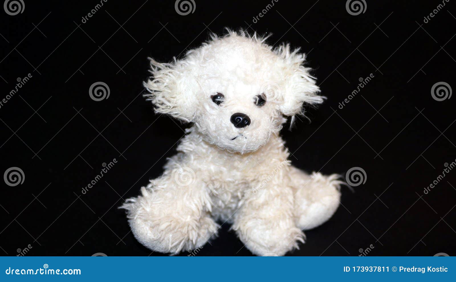 Juguete Blanco Del Bebe De Caniche Sobre Fondo Negro Imagen De Archivo Imagen De Felpa Distancia Juguete Blanco Del Bebe De Caniche Sobre Fondo Negro Imagen De Archivo Imagen De Felpa Distancia