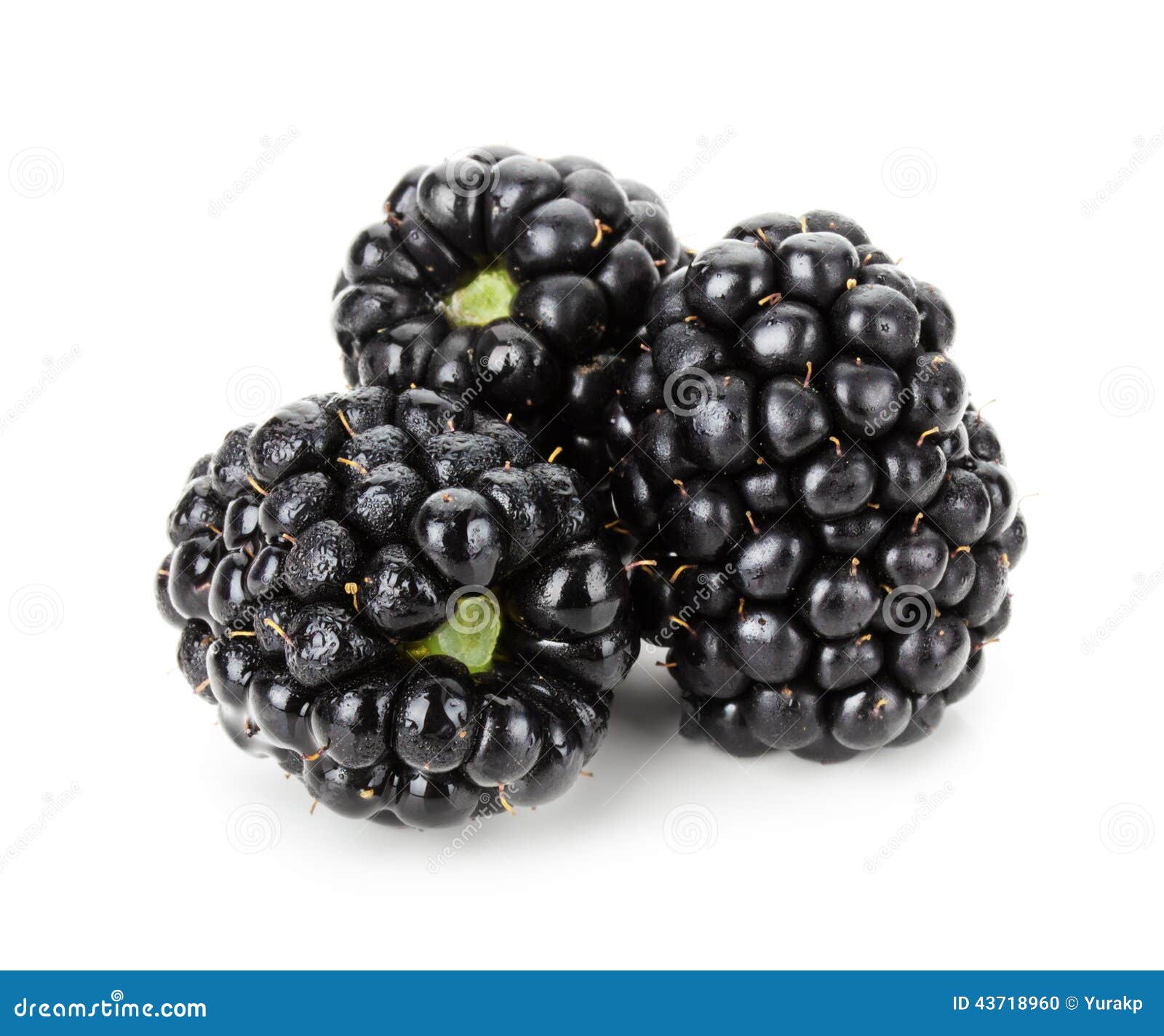 Juicy Blackberry Isolated on the White Background Stock Photo - Image ...
