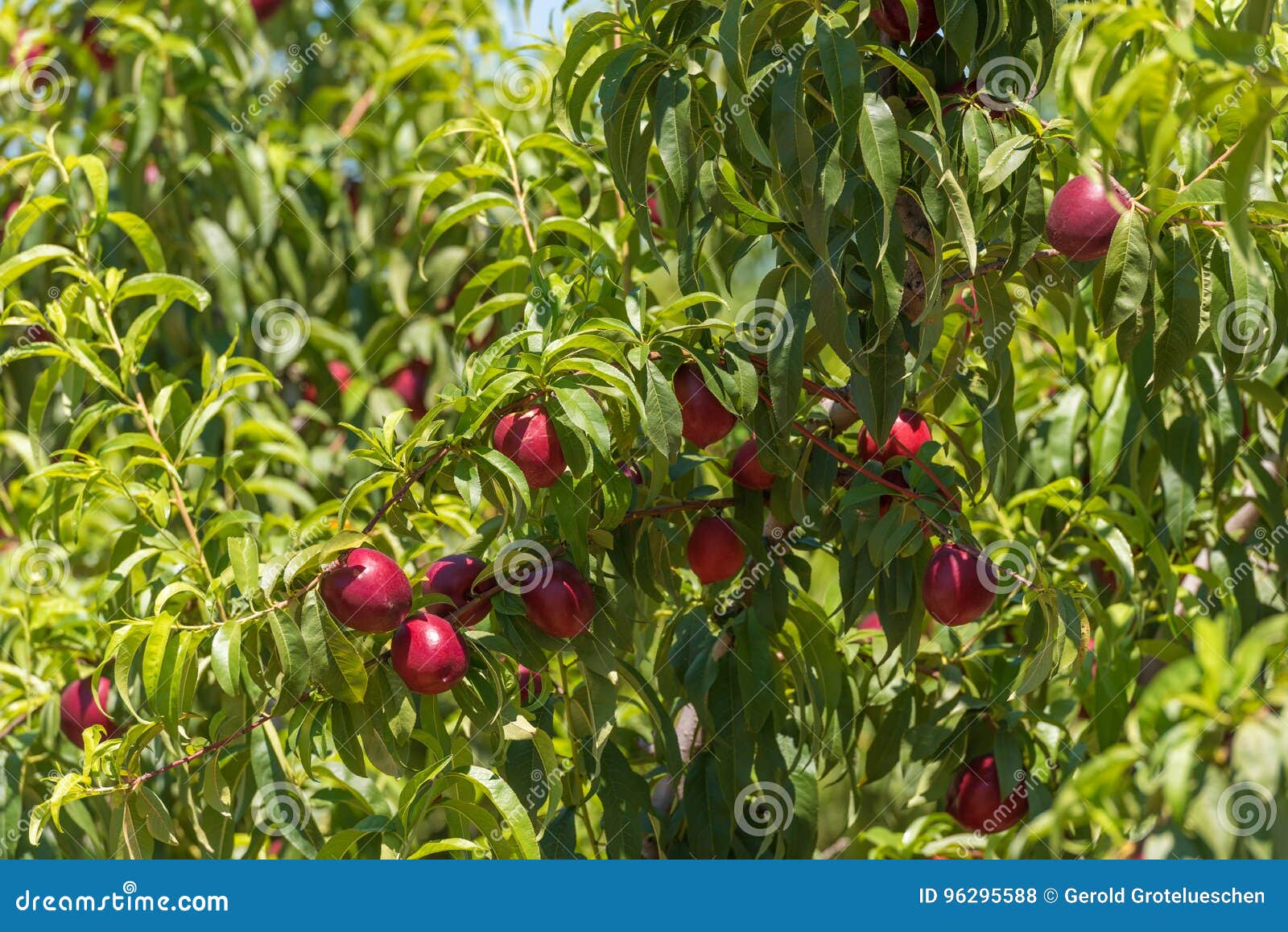 Juicy Bright Nectarines on Trees in the Garden. Stock Photo Image of