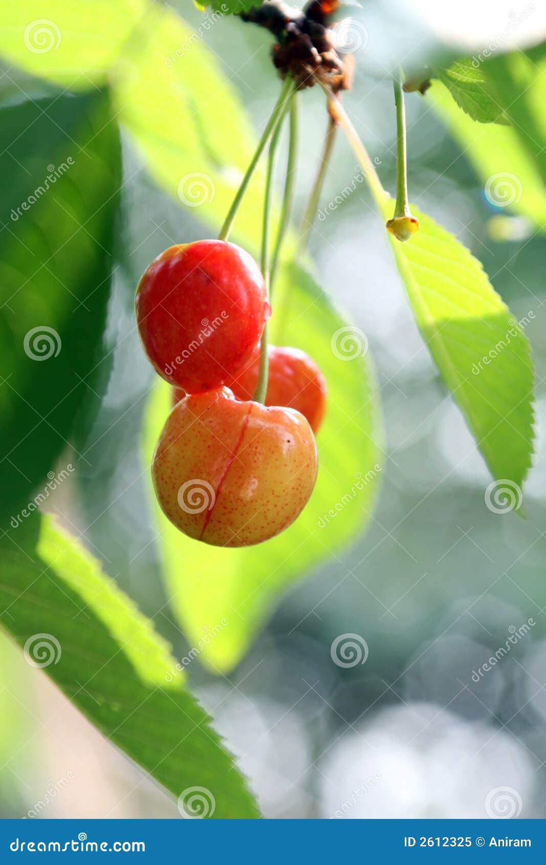 Juicy cherry stock image. Image of harvest, fruits, fruity 2612325