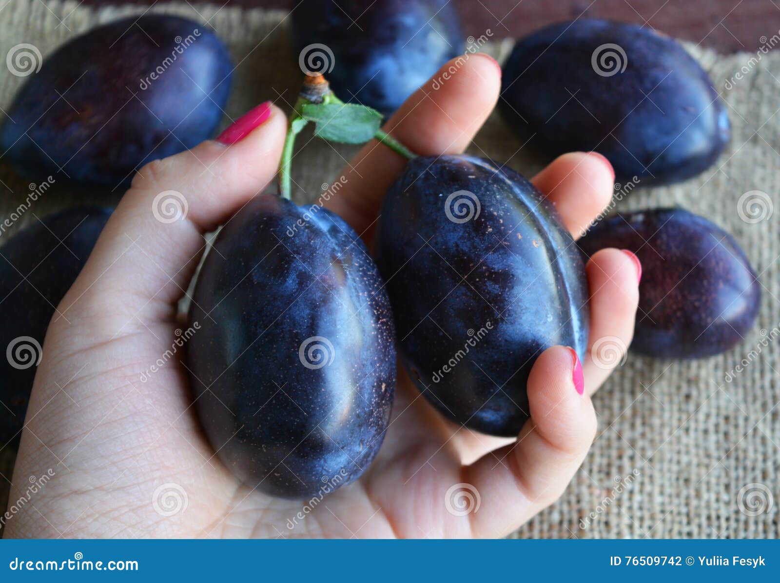 Juicy Dark Blu Plums Fruits in Hands. Stock Photo Image of diet