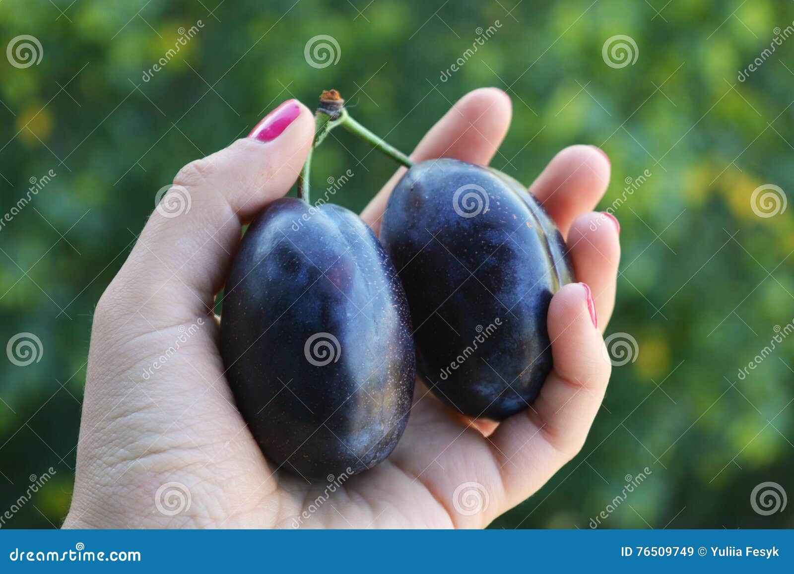 Juicy Dark Blu Plums Fruits in Hands. Stock Image Image of healthy