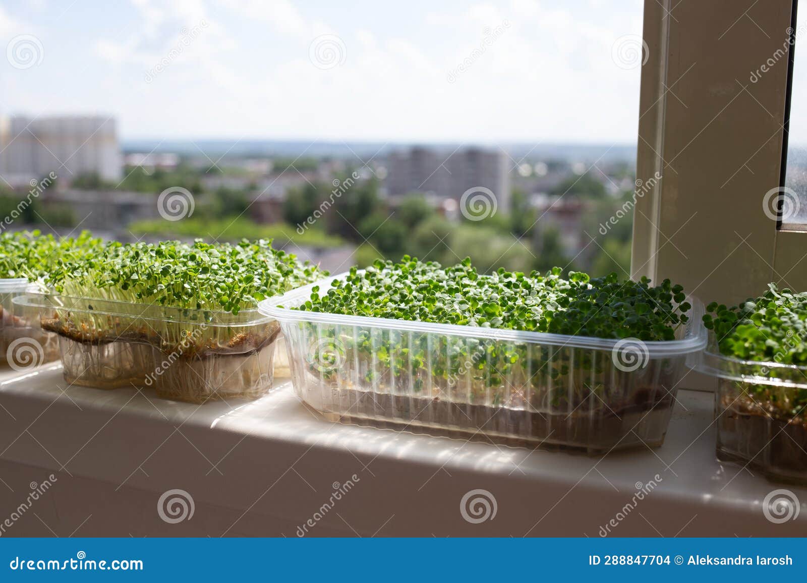 Juicy Fresh Microgreens Growing on a Windowsill Overlooking the City