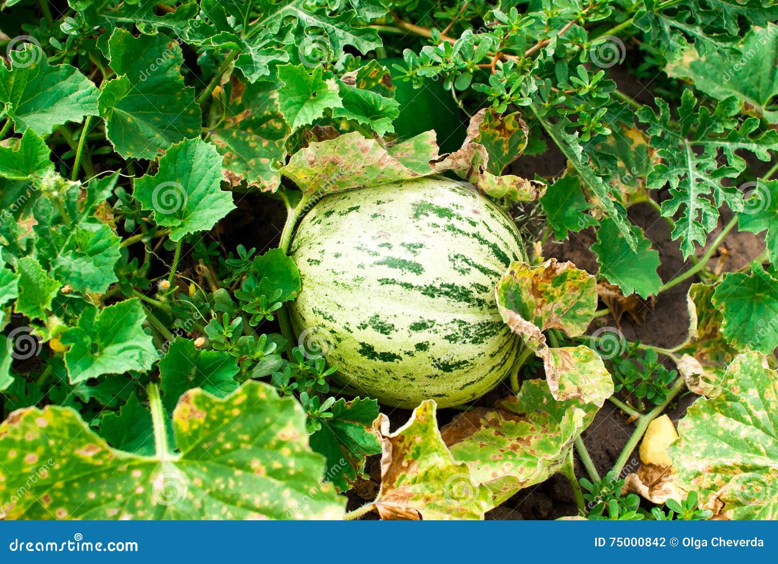 Juicy green melon stock photo. Image of country, green 75000842