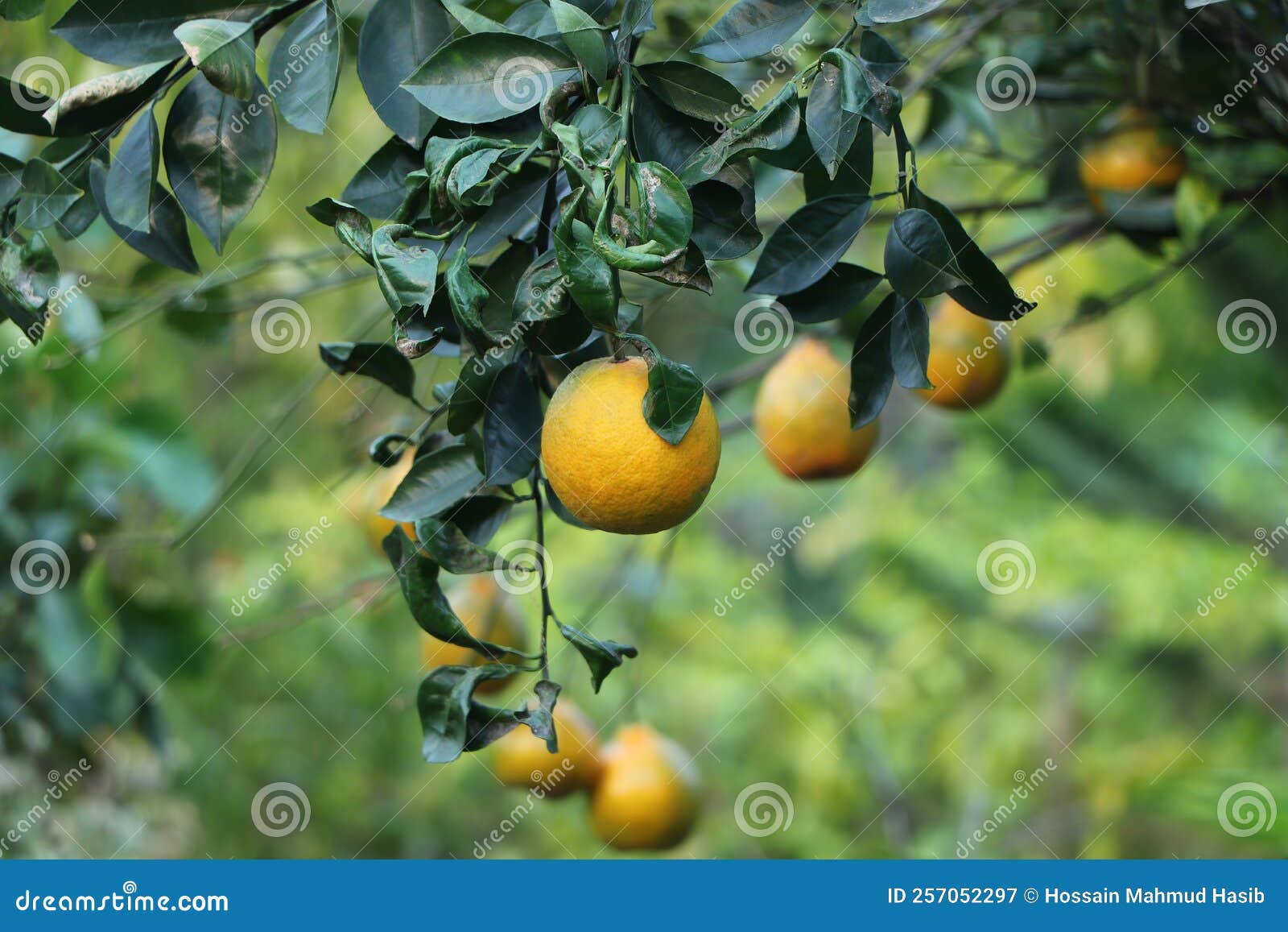 Juicy Orange Hanging on a Tree Stock Image Image of blossom, growing 257052297