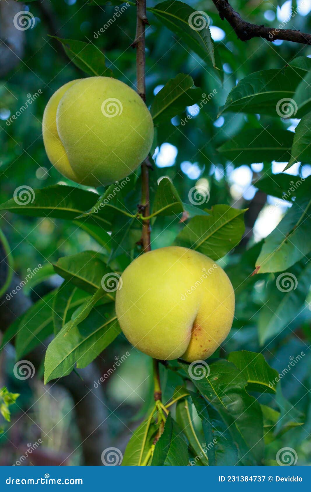 Juicy peaches on a branch stock image. Image of healthy 231384737