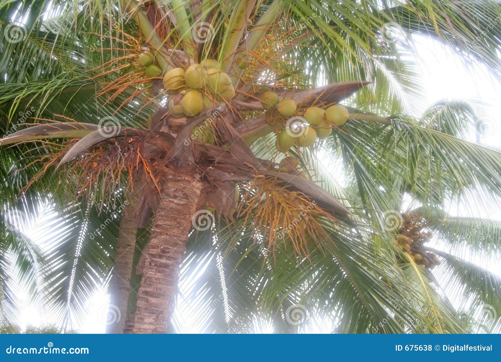 Juicy Ripe Coconut Ready for Picking Stock Photo Image of seaside