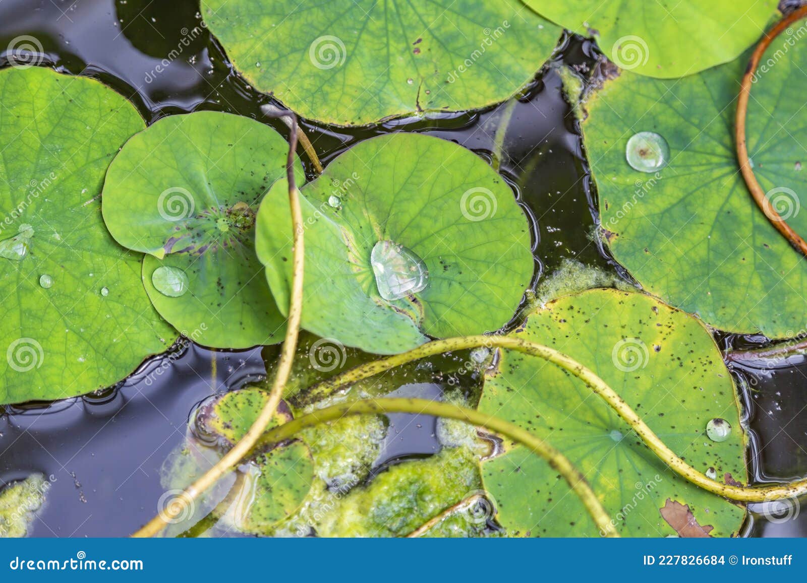 Colorful Water Lily Leaves on the Surface of the Pond Stock Photo ...