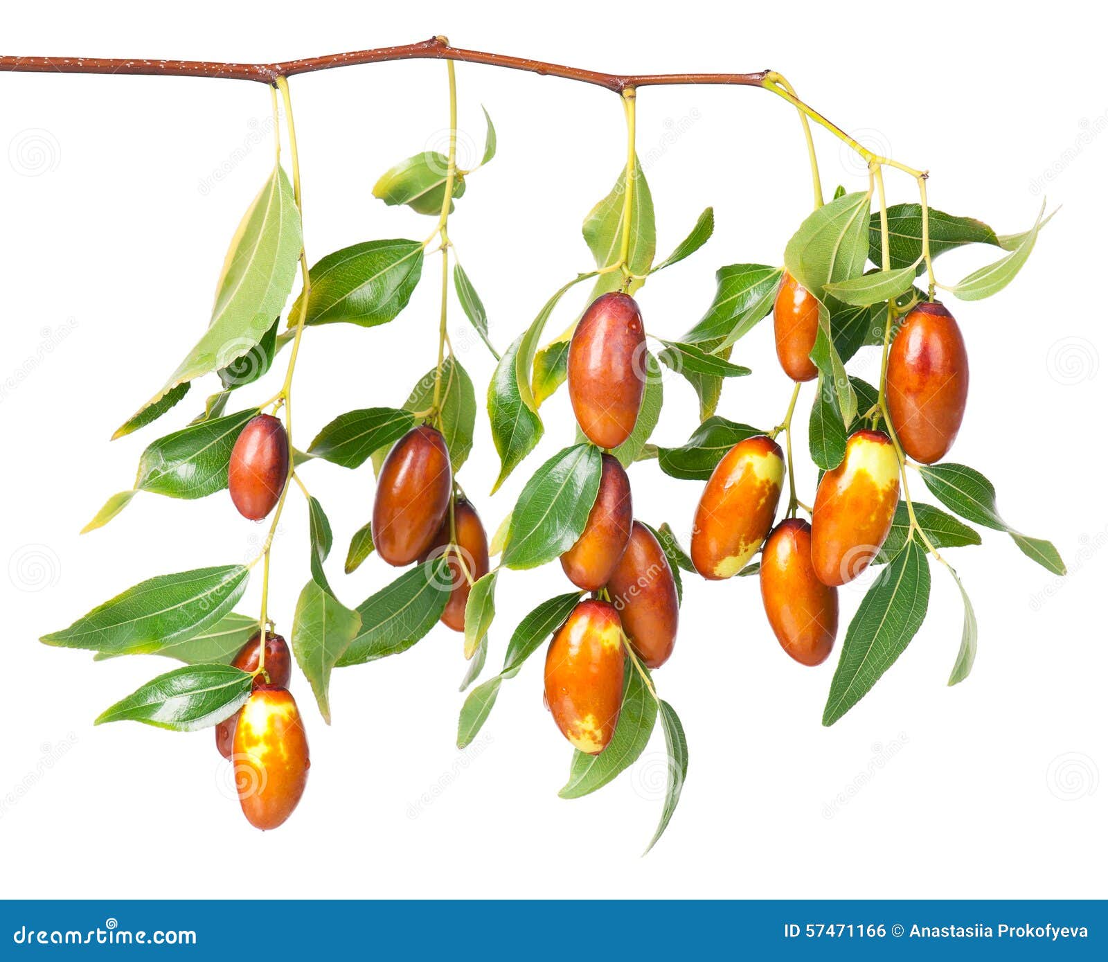 Jujube fruit stock photo. Image of branch, jujube, common 57471166