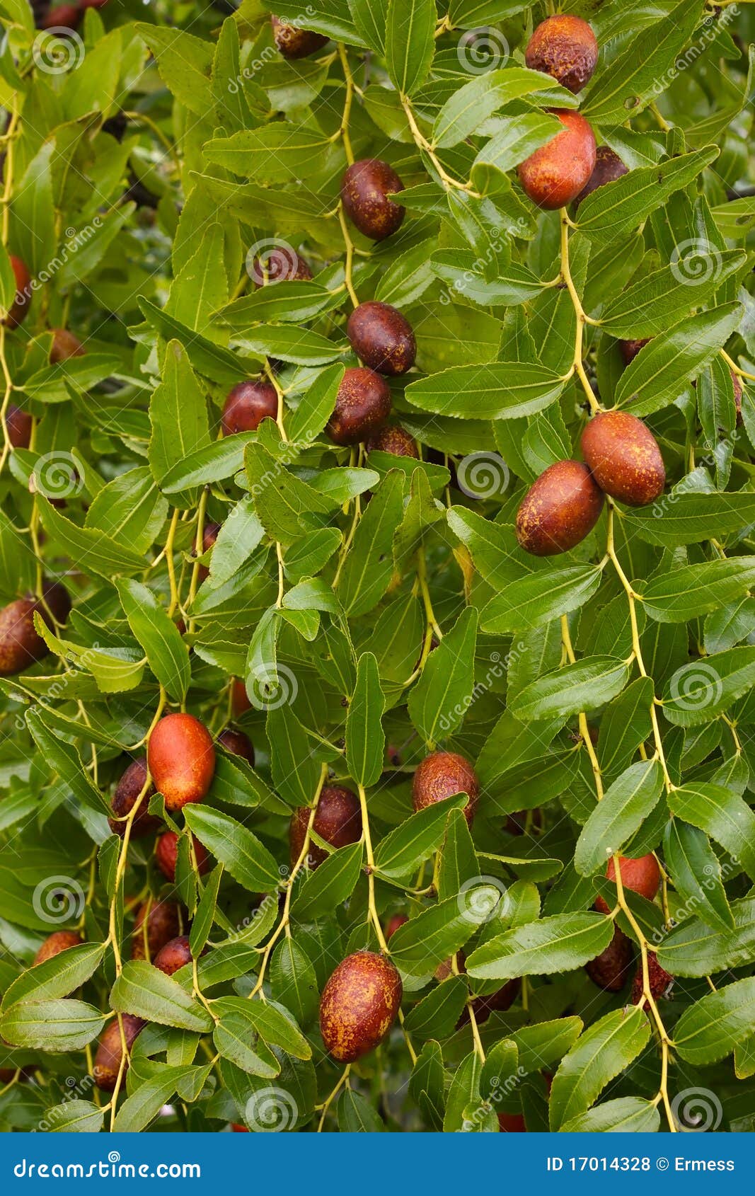 11 750 Jujube Photos Free Royalty Free Stock Photos From Dreamstime