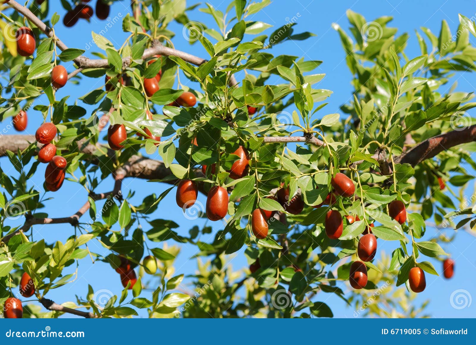 Jujubes stock image. Image of leaf, market, fruit, desert 6719005
