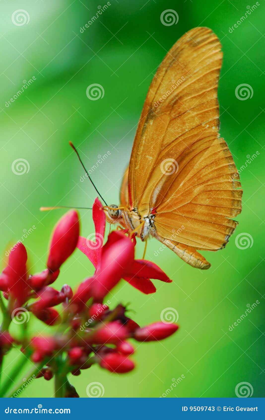 julia butterfly