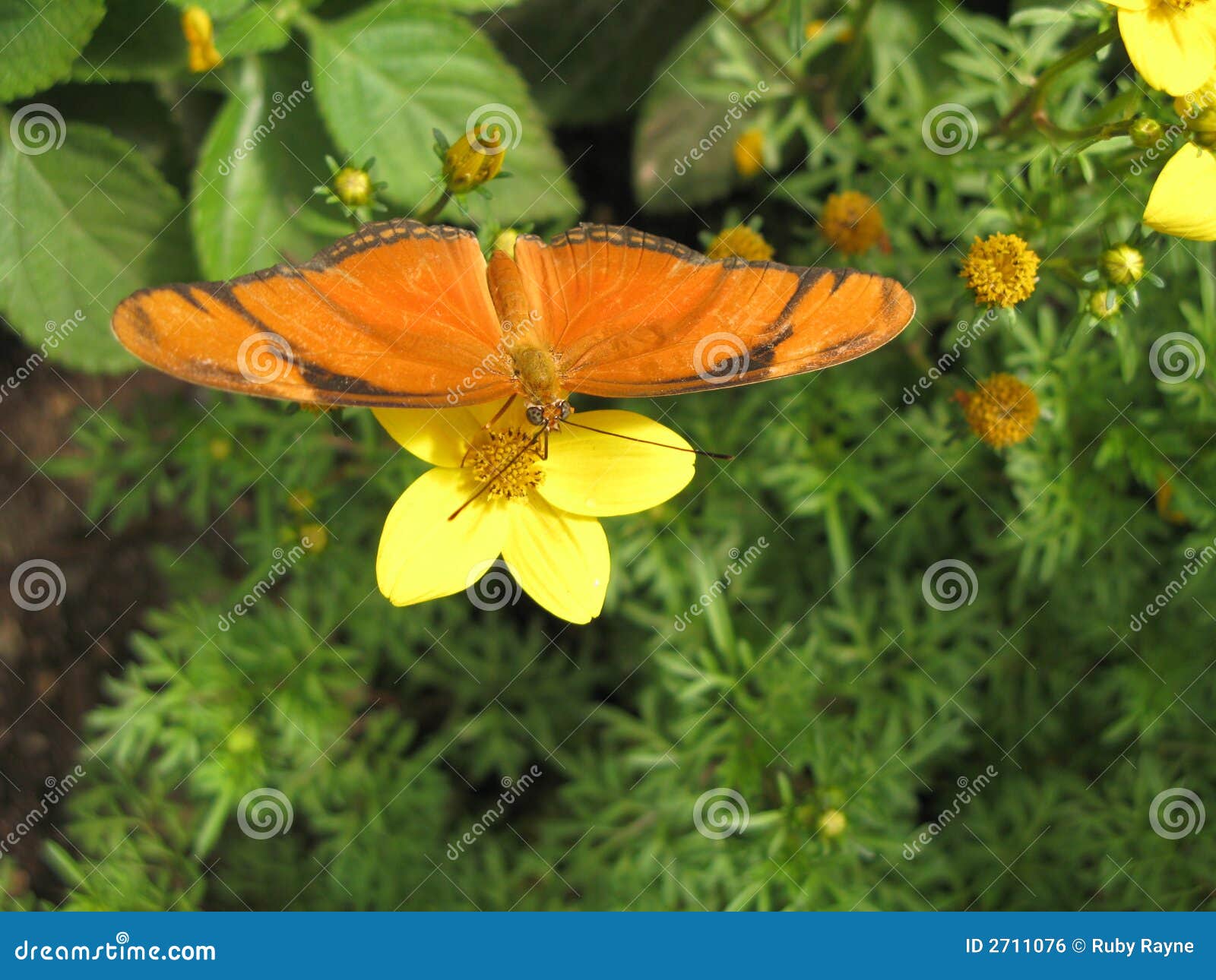 julia butterfly (dryas iulia)