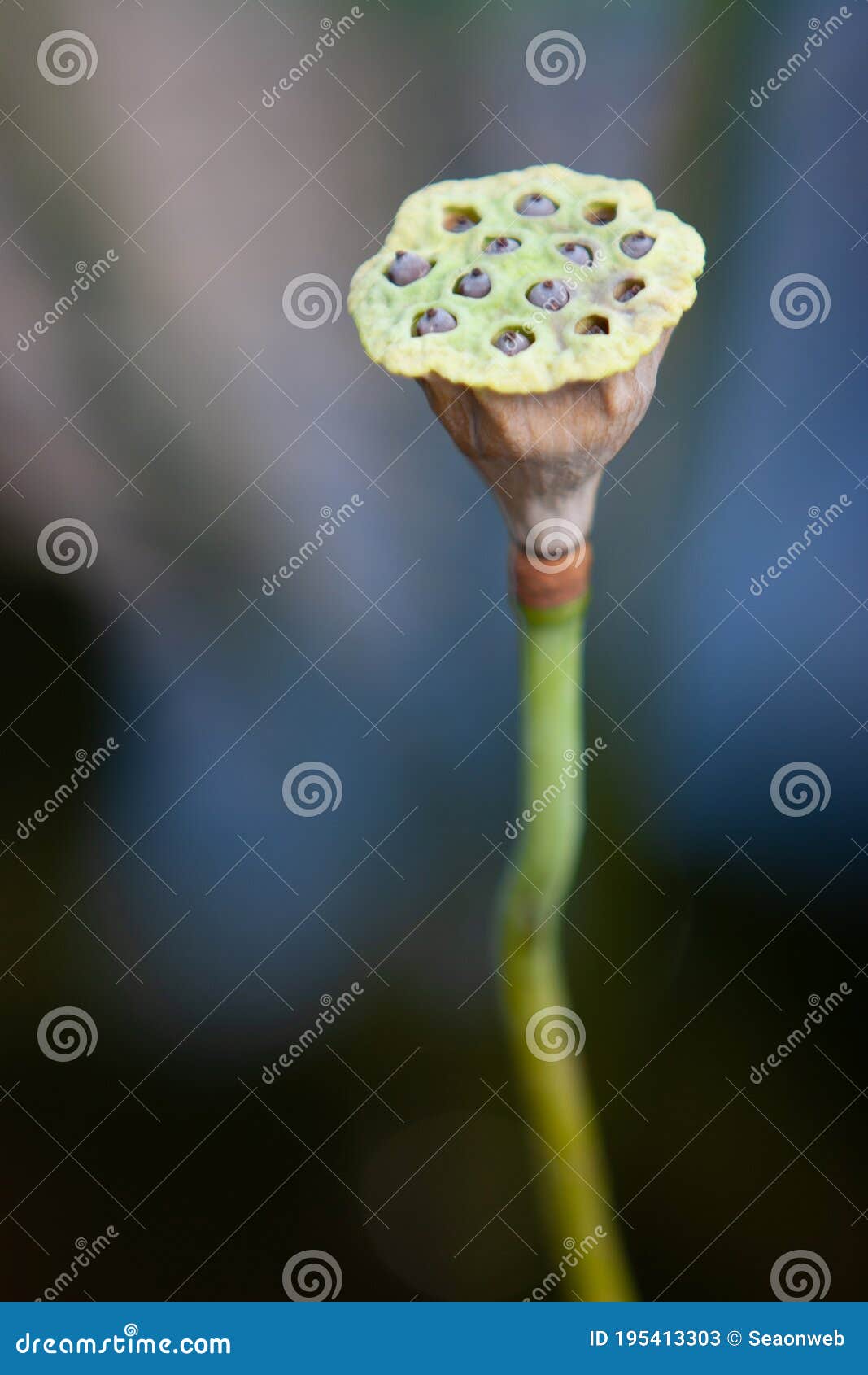 8 July 2007 a Lotus Head Surround by Green Leaf Stock Image - Image of