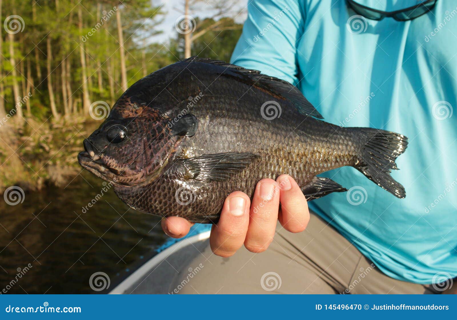 Jumbo Bluegill Caught While Fishing By Angler Stock Photo Image Of Shirt Gill Jumbo Bluegill Caught While Fishing By Angler Stock Photo Image Of Shirt Gill