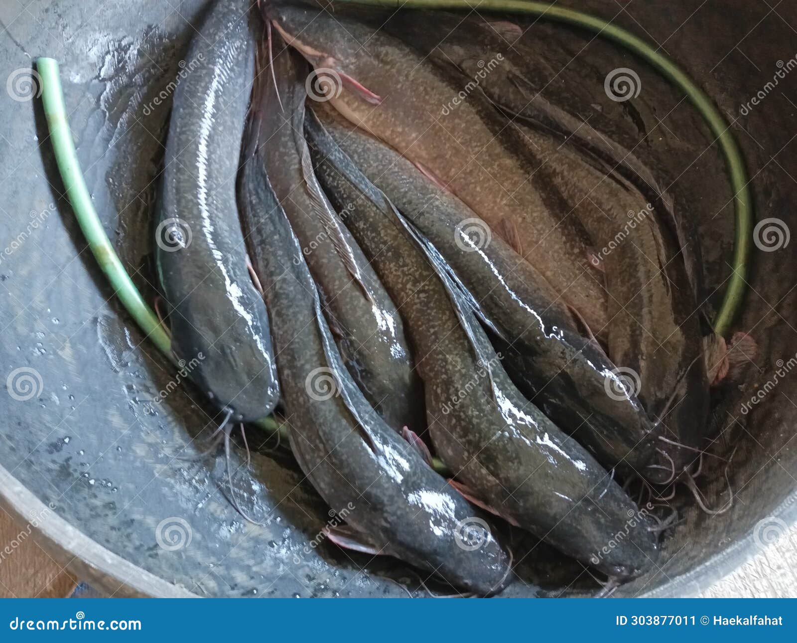 Jumbo catfish stock image. Image of fish, catfish, jumbo 303877011