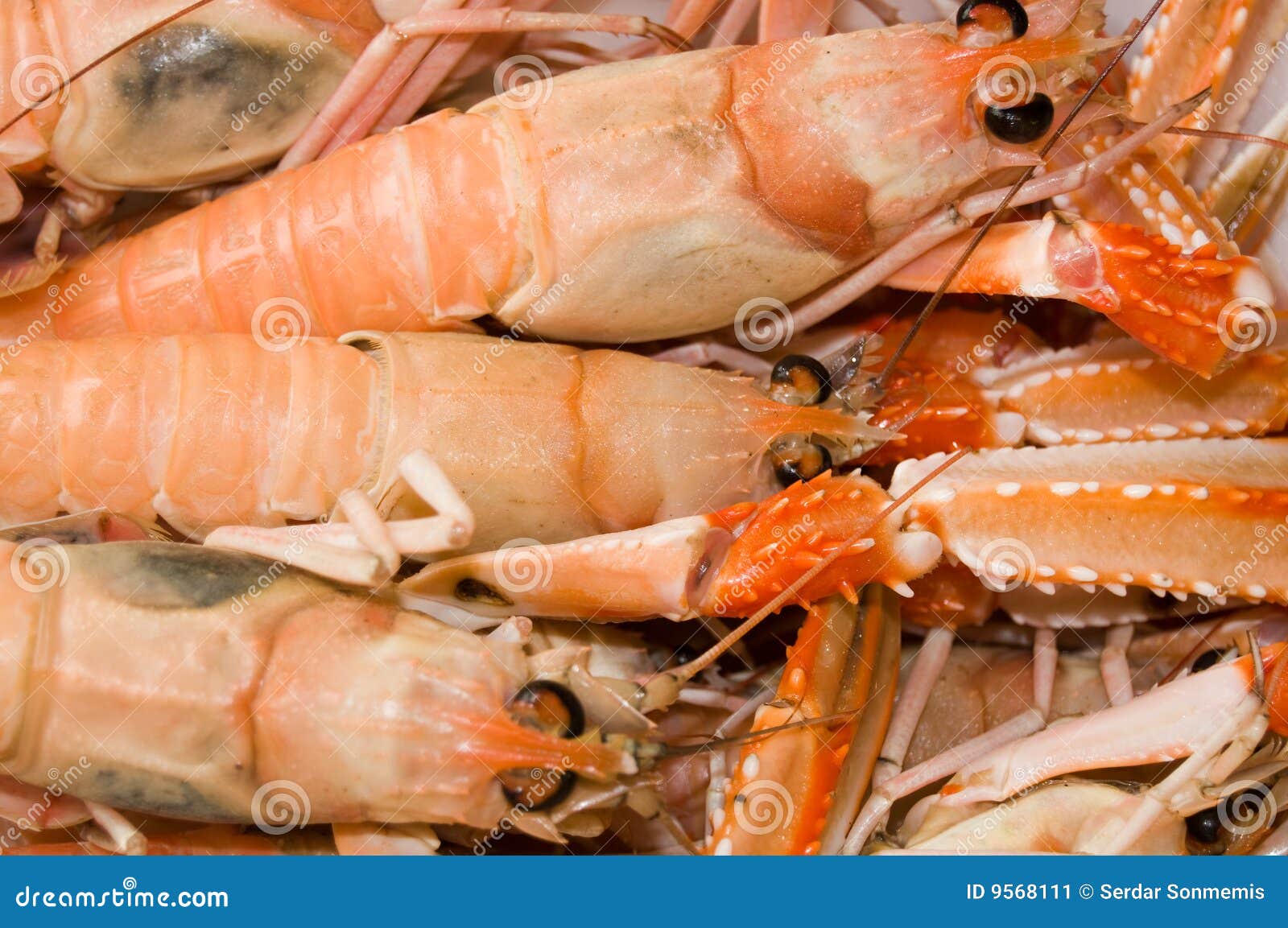 Jumbo shrimp stock image. Image of seafood, macro, fresh 9568111