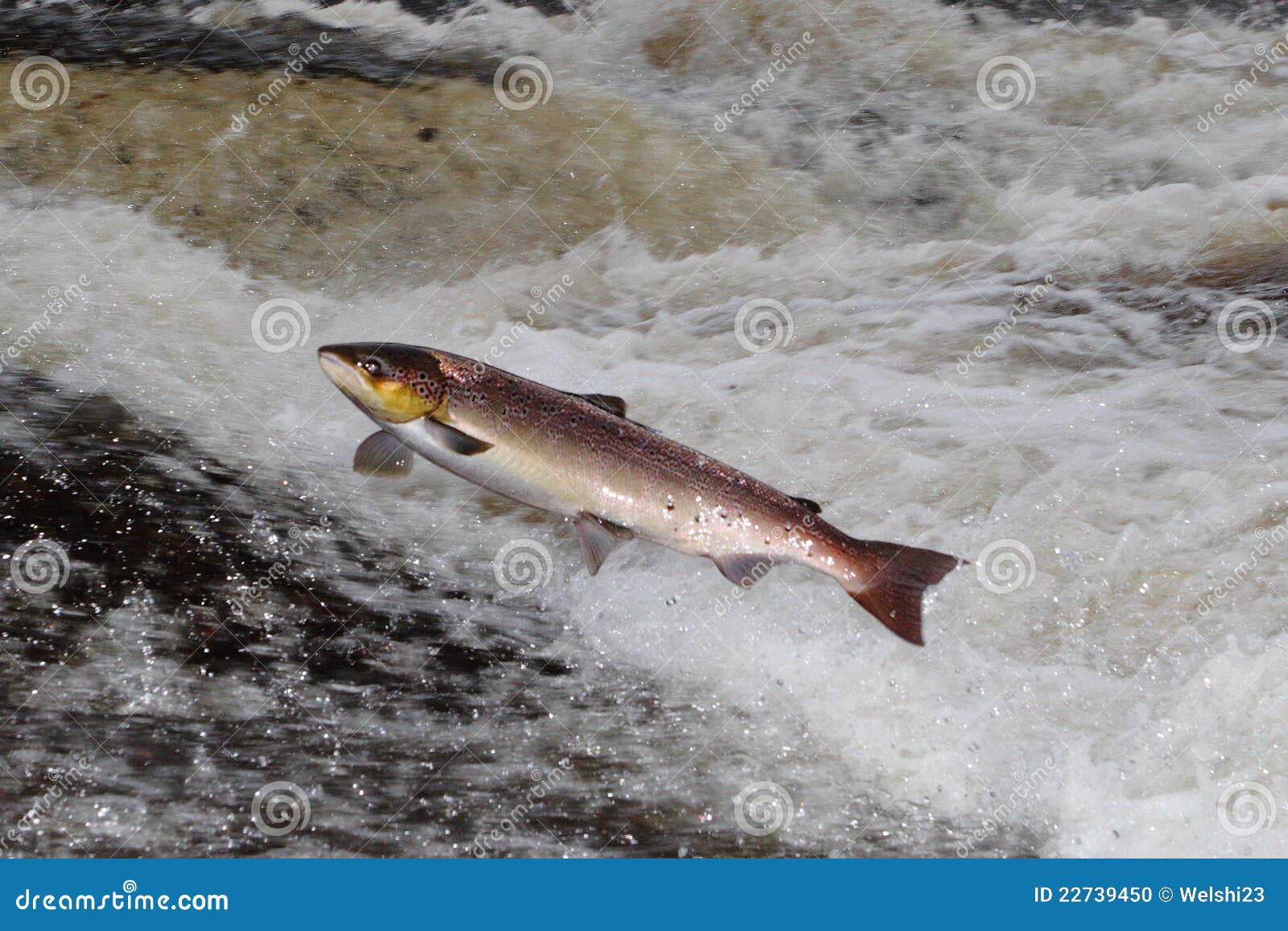 Jumping Atlantic Salmon stock photo. Image of full, grey 22739450