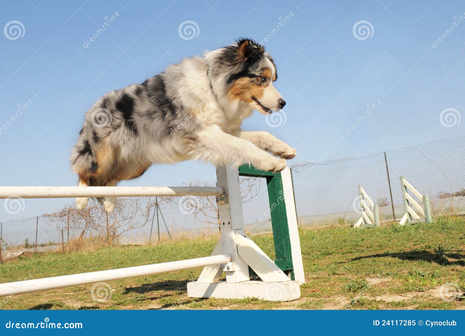 Jumping Australian Shepherd Stock Image Image of motion, outdoors