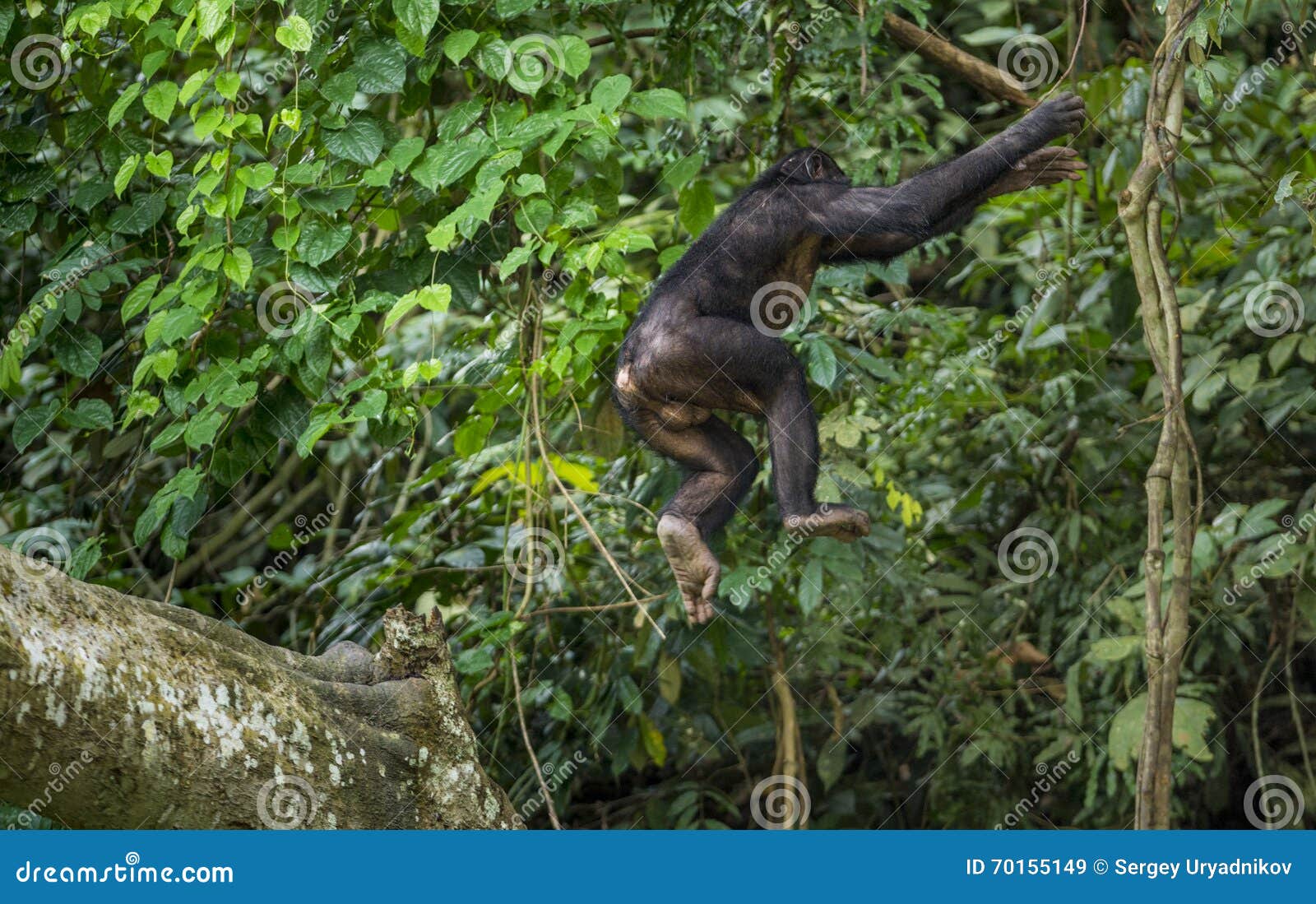 jumping bonobos (pan paniscus) on a tree branch. green natural jungle background.