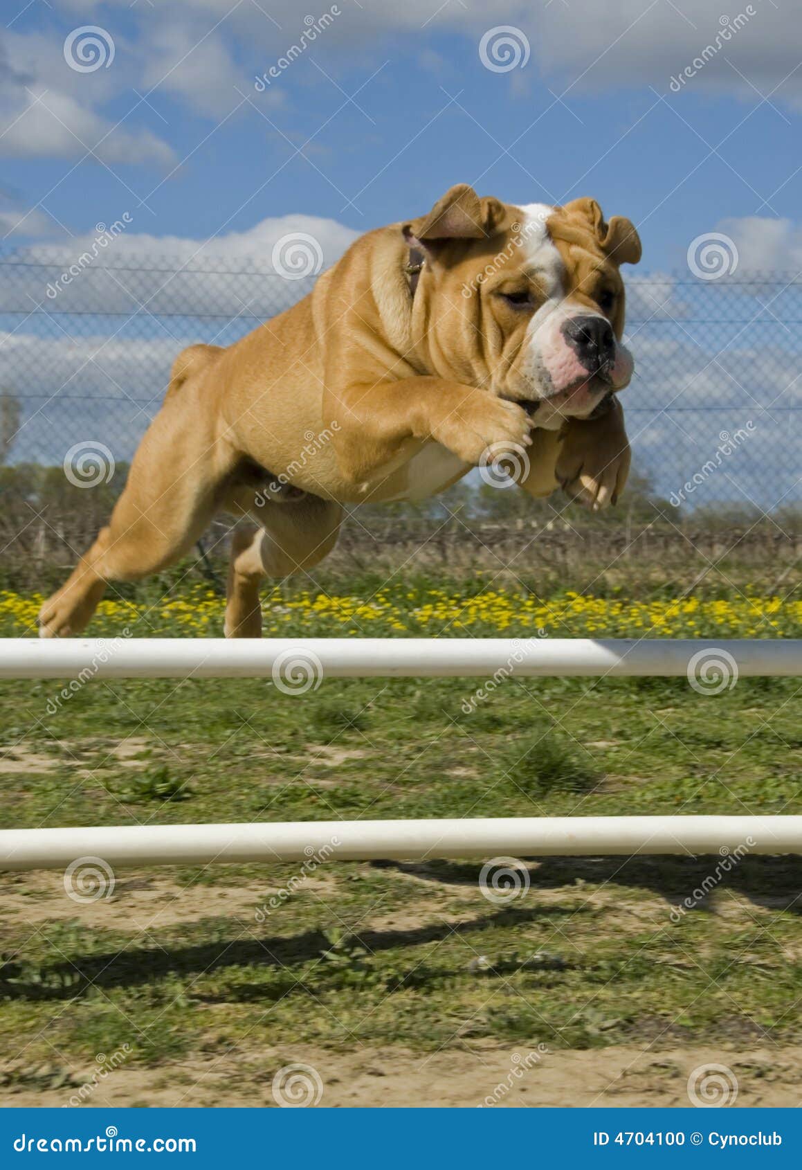 Jumping bulldog stock photo. Image of agility, guard, continentale