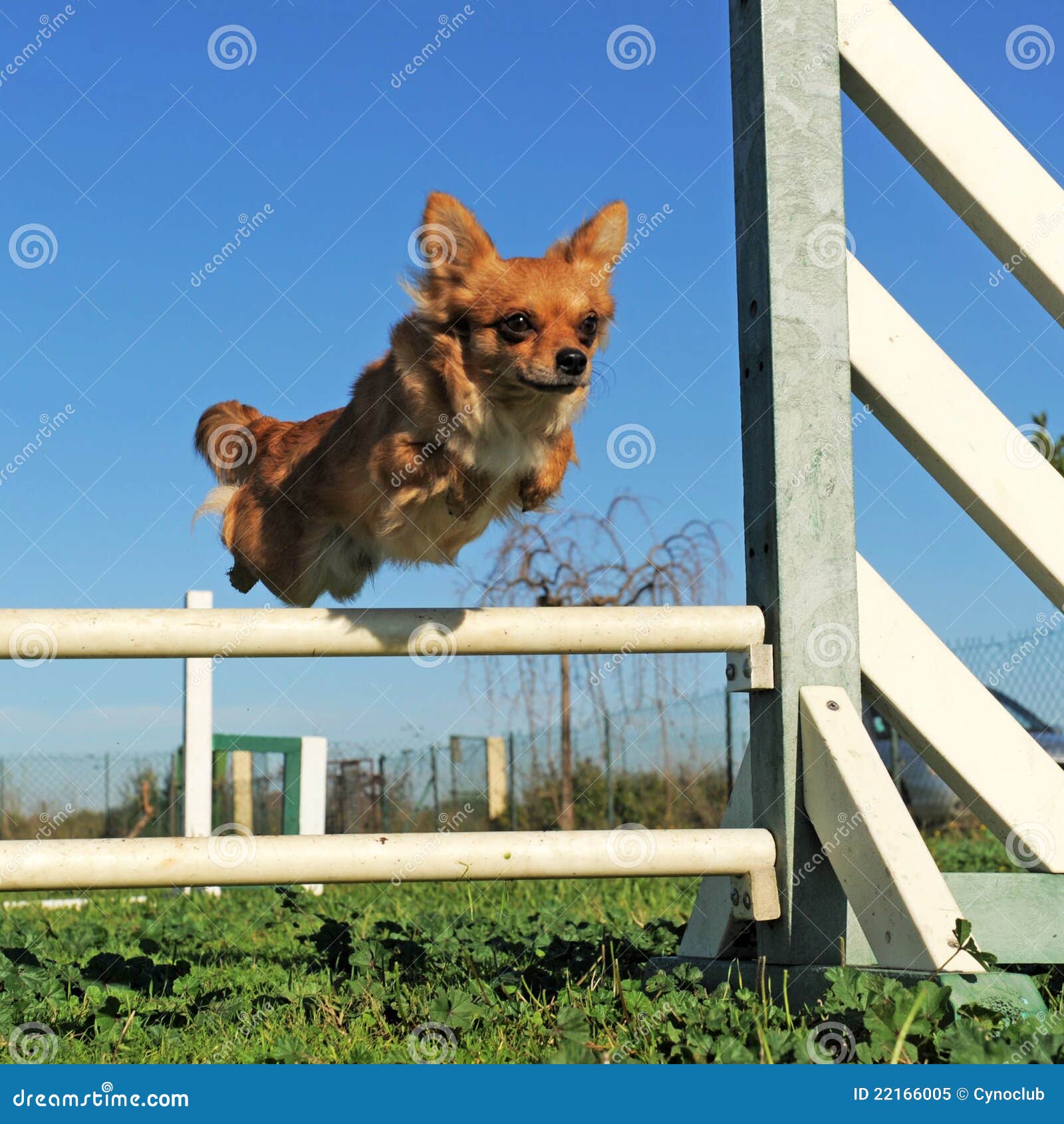Jumping chihuahua stock image. Image of puppy, sport 22166005