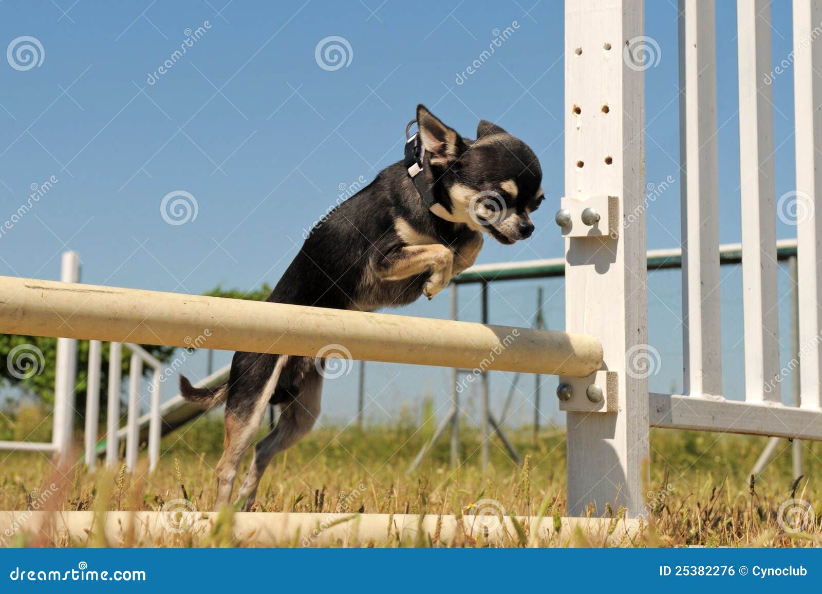 Jumping chihuahua stock photo. Image of training, activity 25382276