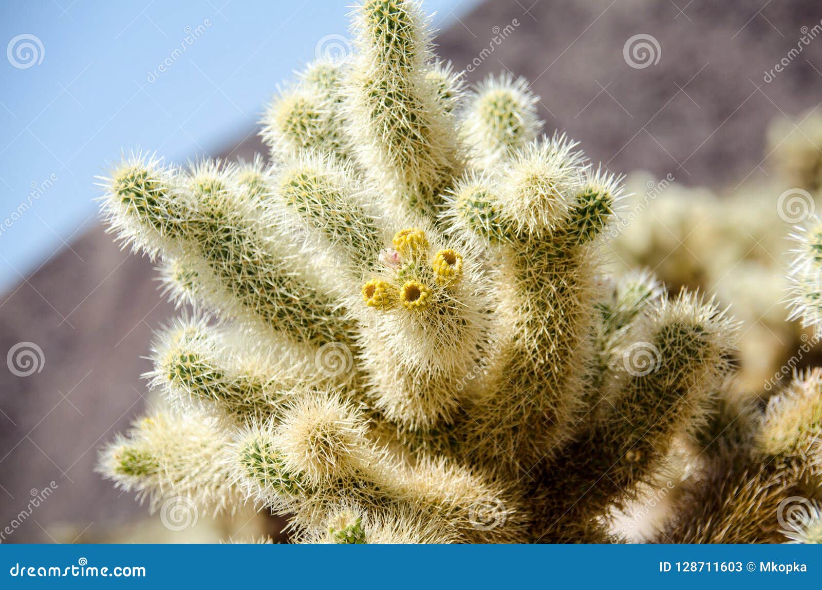 Jumping Cholla Cactus Also Known As Cylindropuntia Garden Stock Image ...