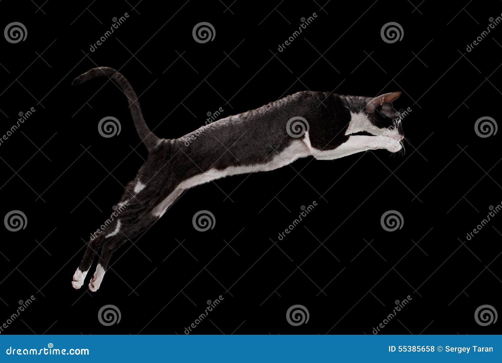 jumping cornish rex cat  on black