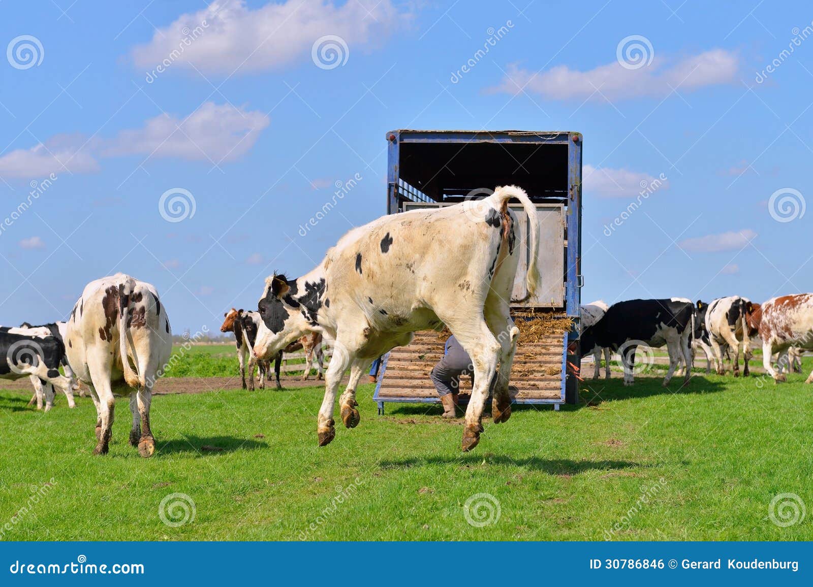 Cow Jumping High in Green Meadow Stock Photo - Image of field, animal ...