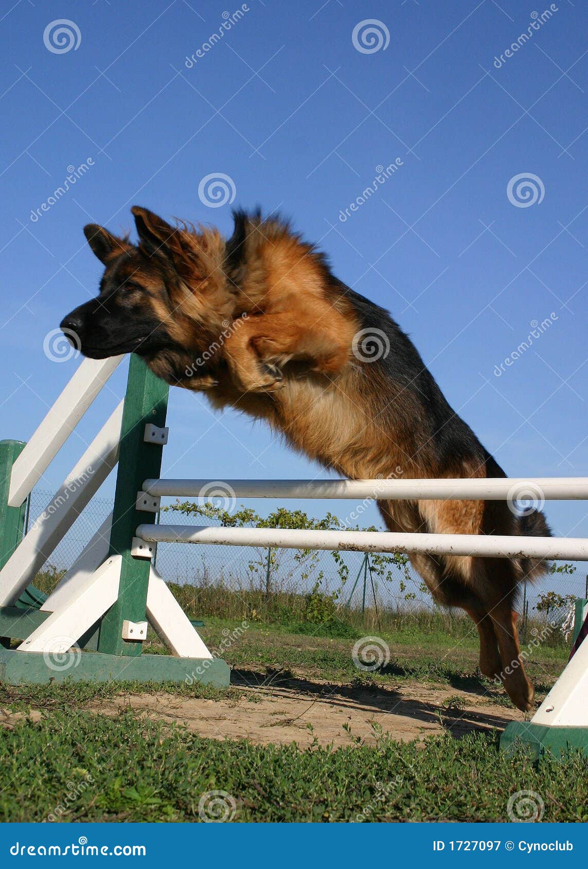 Jumping German shepherd stock image. Image of guarding 1727097