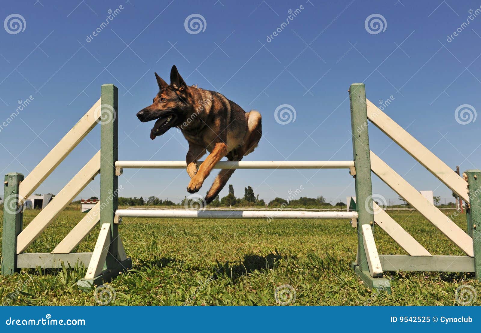 Jumping german shepherd stock image. Image of guard, nature 9542525
