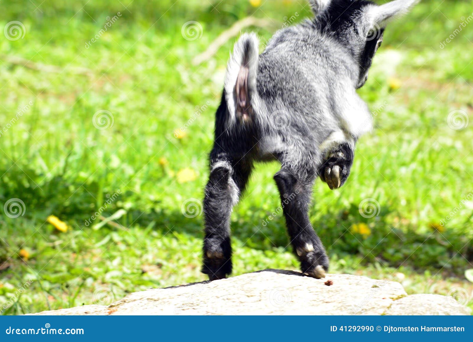 Jumping Goat stock photo. Image of color, goat, walk 41292990