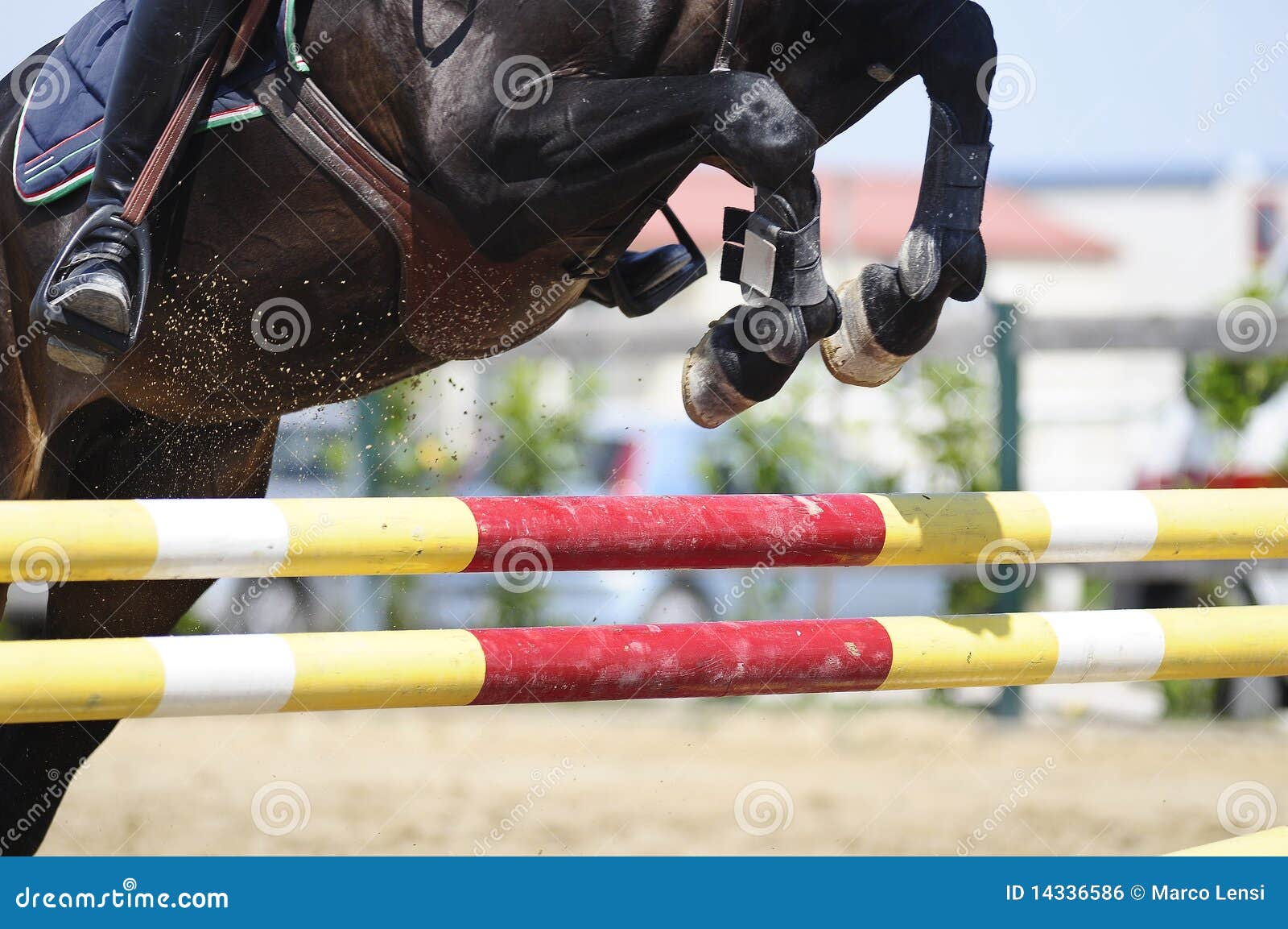 jumping horse