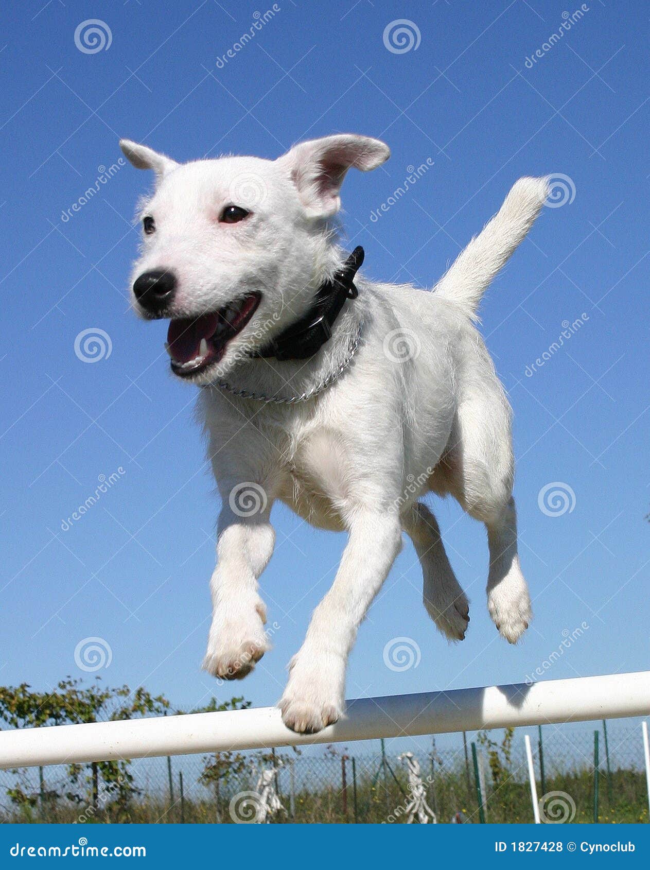 Jumping Jack Russel Terrier Stock Photo Image of love, canine 1827428