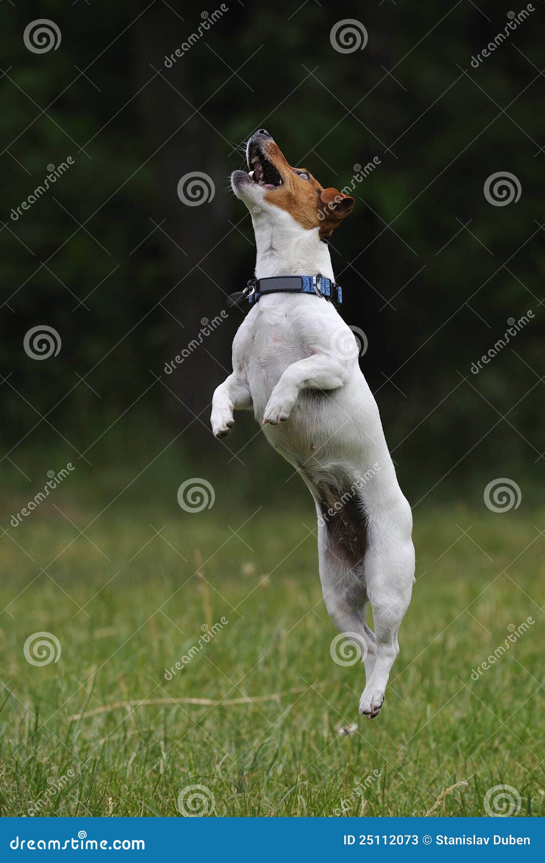 Jumping Jack Russell Terrier Dog Stock Image Image of nature, agility