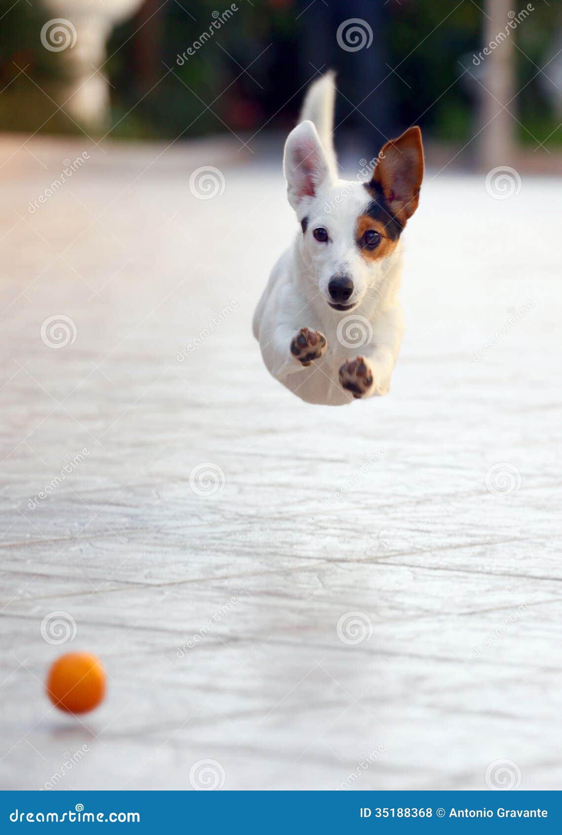 Jumping Jack Russell Terrier Stock Photo Image of agile, game 35188368