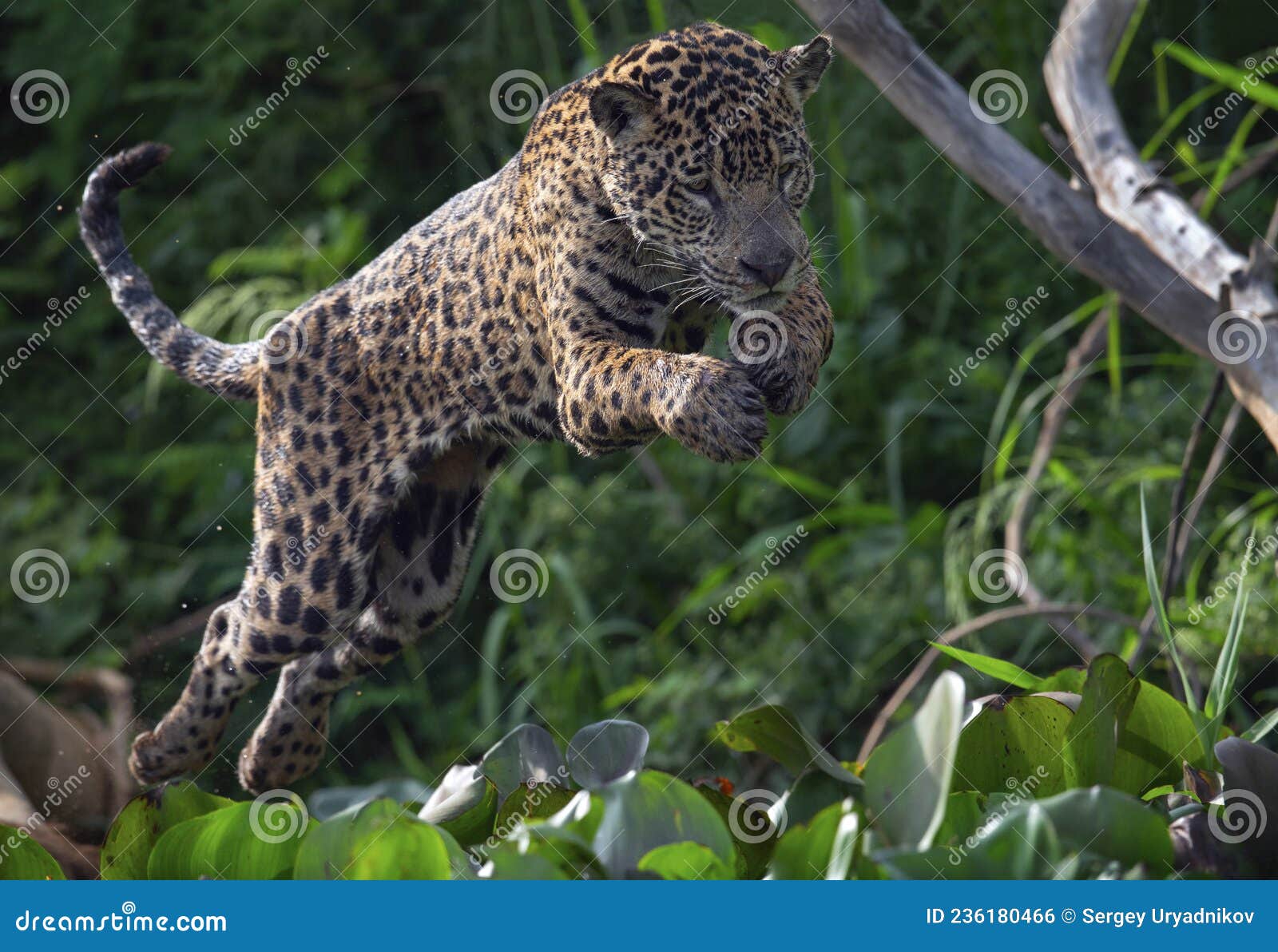 jumping jaguar. green natural background. panthera onca. natural habitat. cuiaba river,  brazil