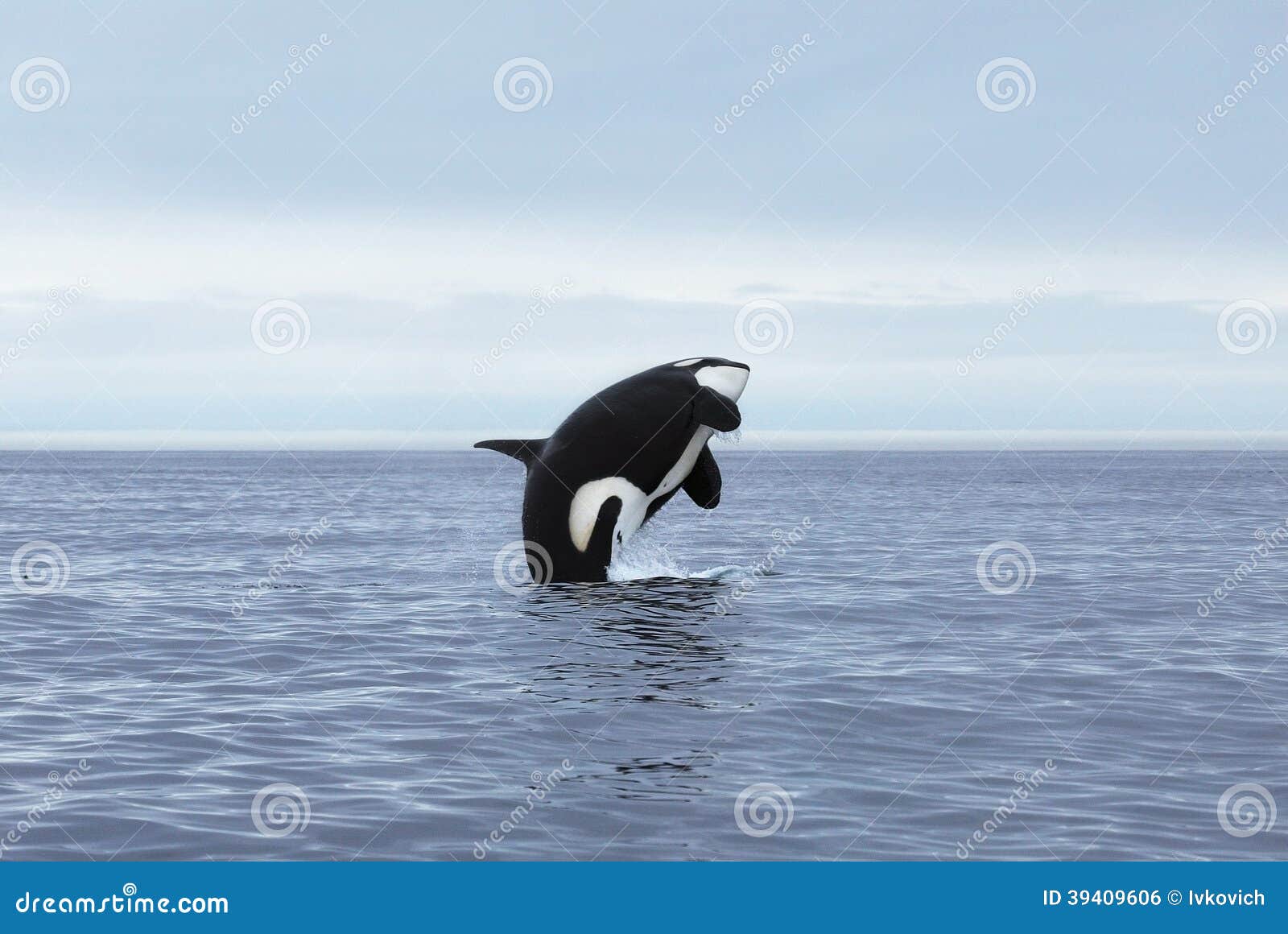 Jumping killer whale stock photo. Image of dolphin, animal 39409606