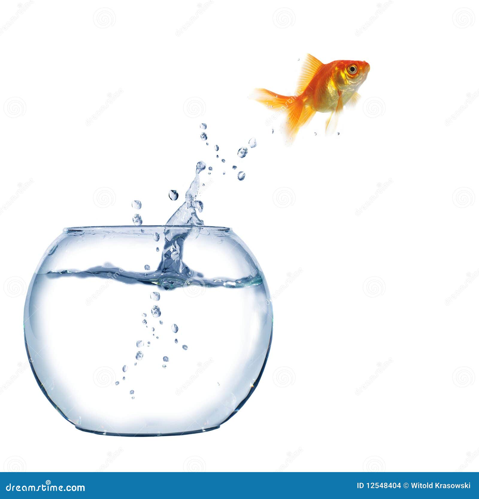 Jumping Out Fish from Aquarium Stock Photo Image of fish, jumper