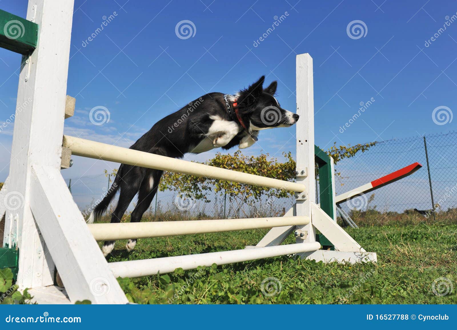 Are Border Collies Fence Jumpers