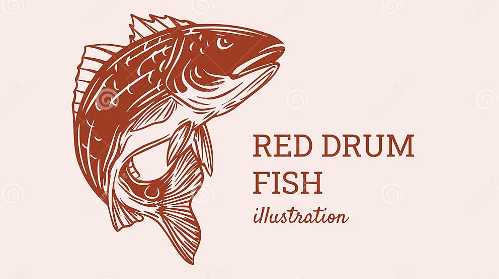 Jumping Red Drum Fish Illustration Stock Vector Illustration of drum