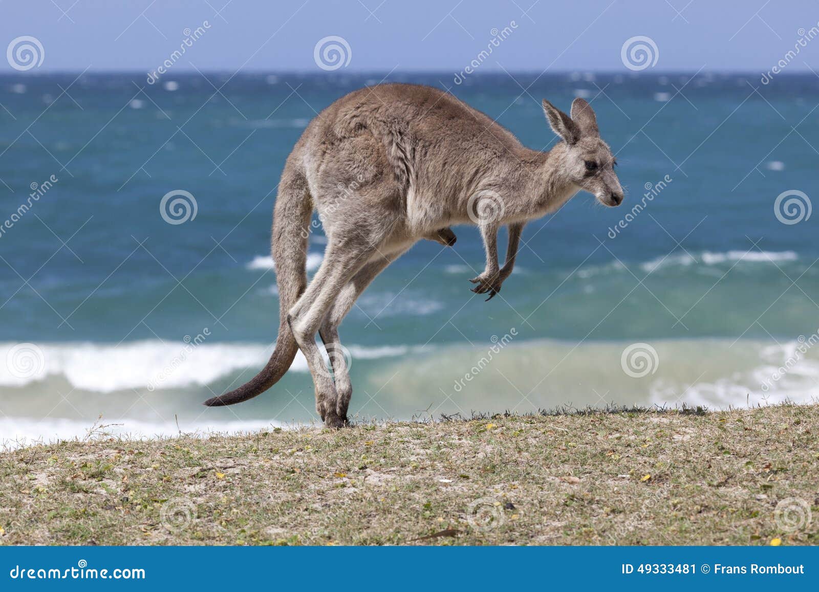 jumping red kangaroo on the beach, australia