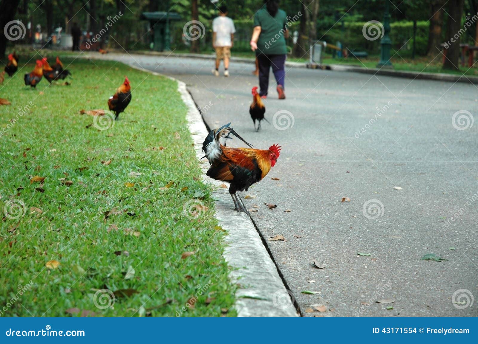 Jumping Rooster stock photo. Image of looking, nature 43171554