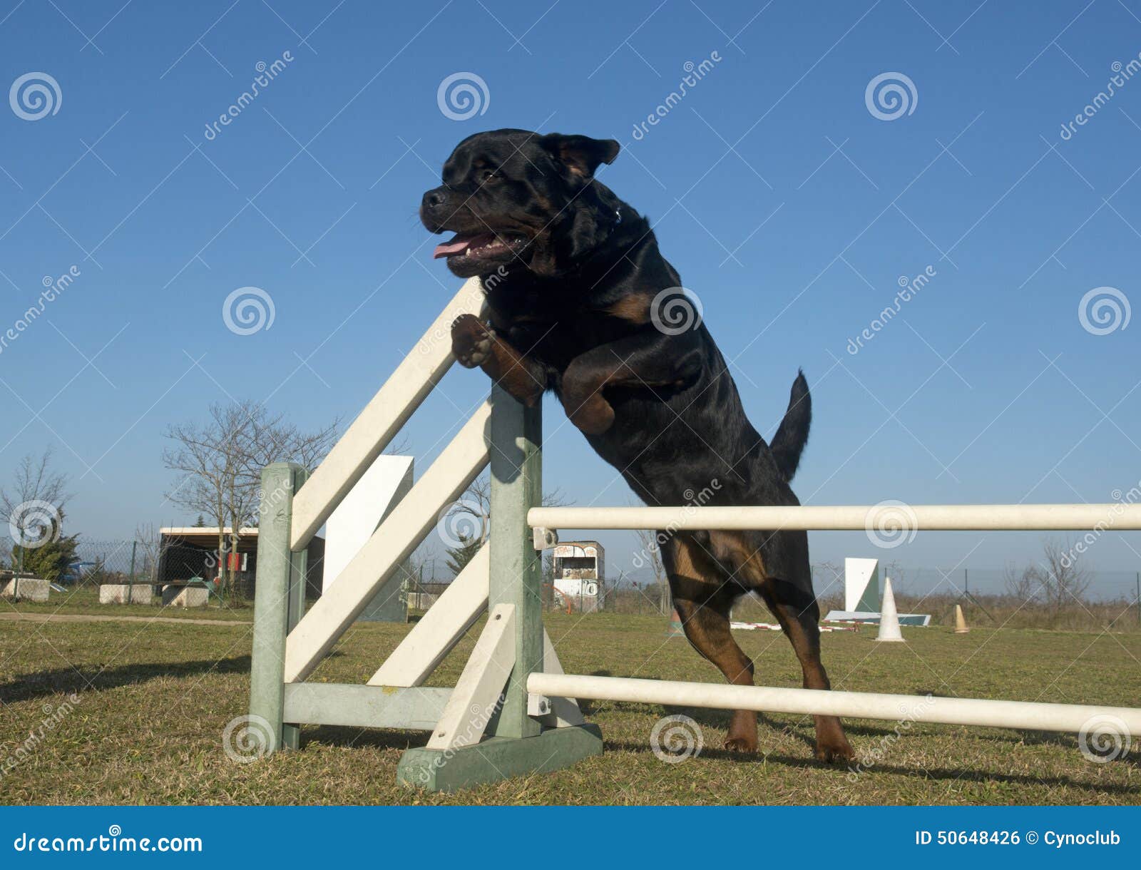 Jumping rottweiler stock photo. Image of mastiff, rottweiler 50648426
