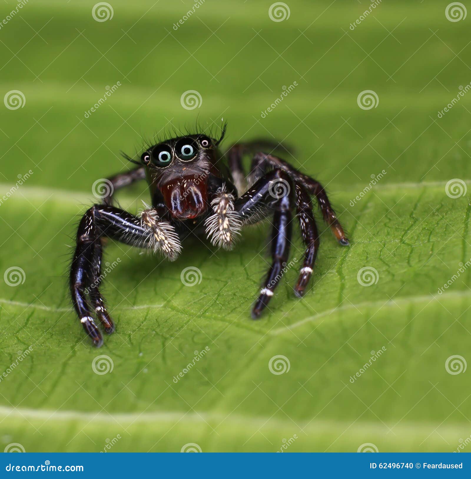 Jumping Spider on Green Leaf Looking at Camera Lens Stock Photo Image