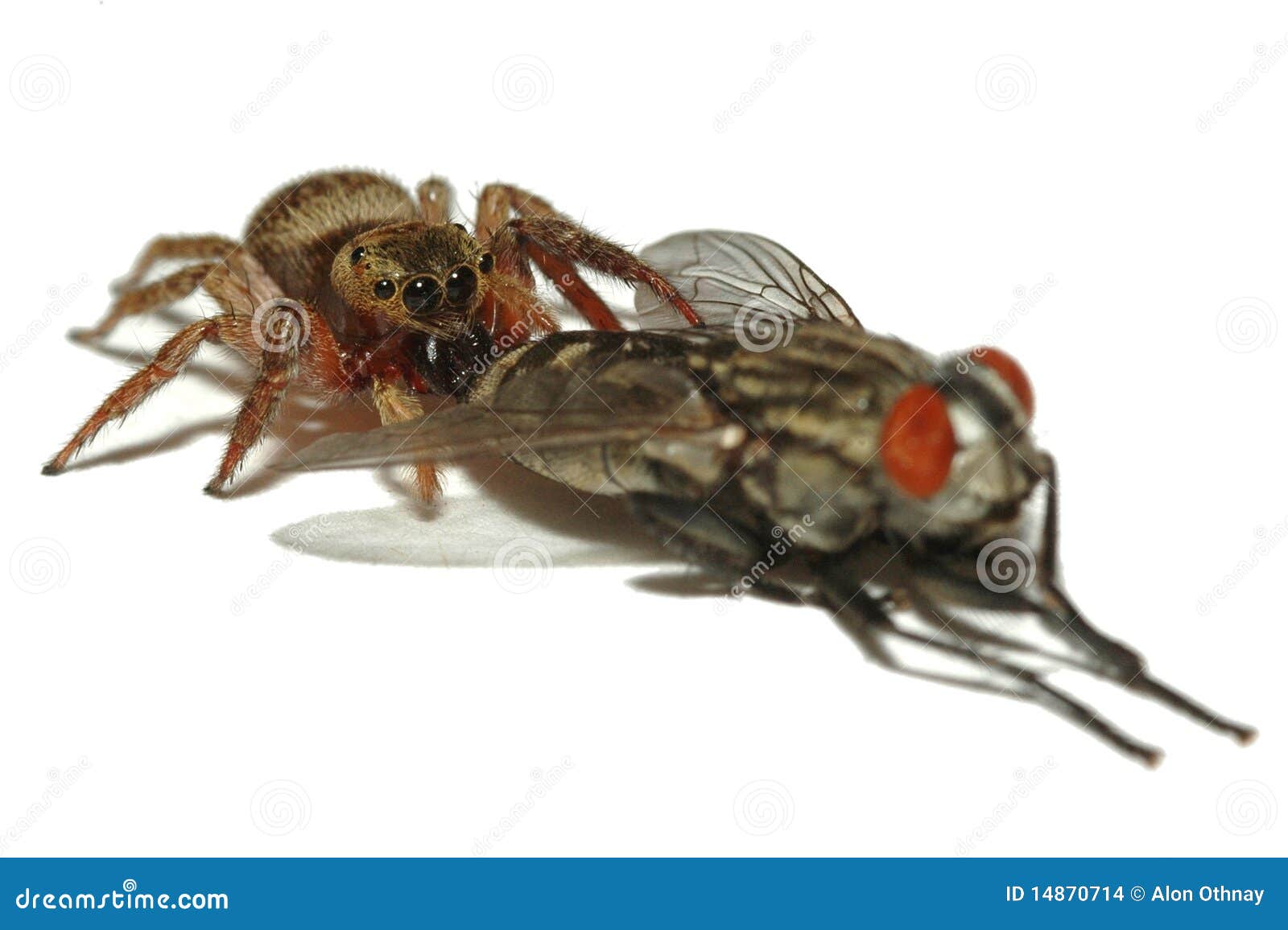 Jumping spider hunting fly stock photo. Image of detail 14870714
